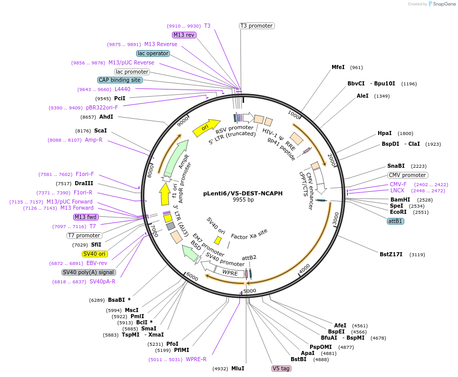 31214-plasmid-map-sequence-id-164569