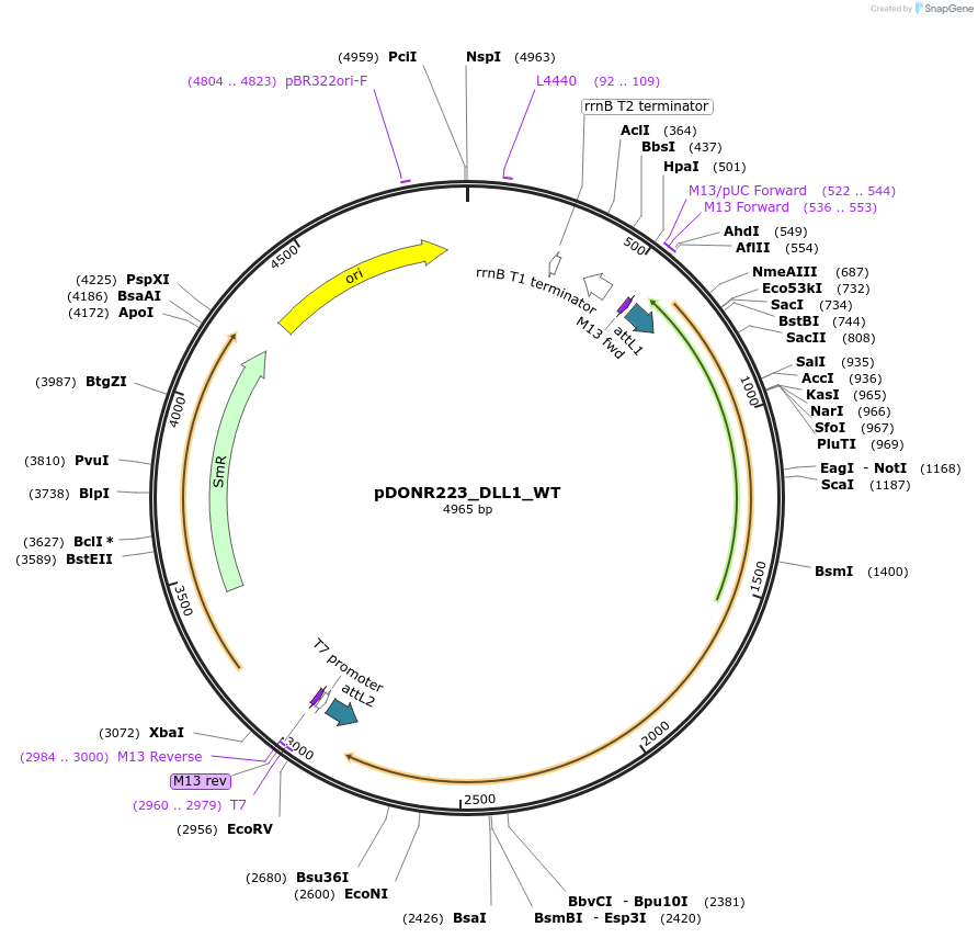 82108-plasmid-map-sequence-id-164570