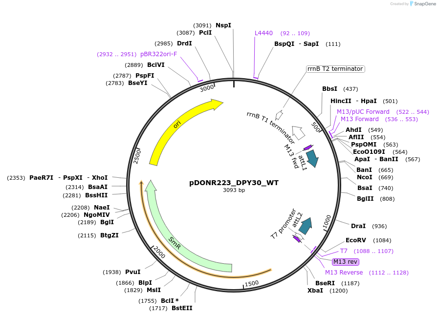 82109-plasmid-map-sequence-id-164572