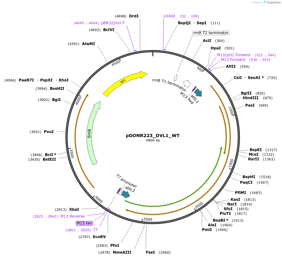 82110-plasmid-map-sequence-id-164575