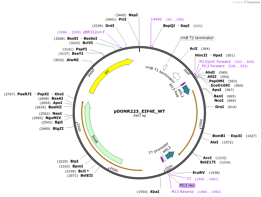 82112-plasmid-map-sequence-id-164587