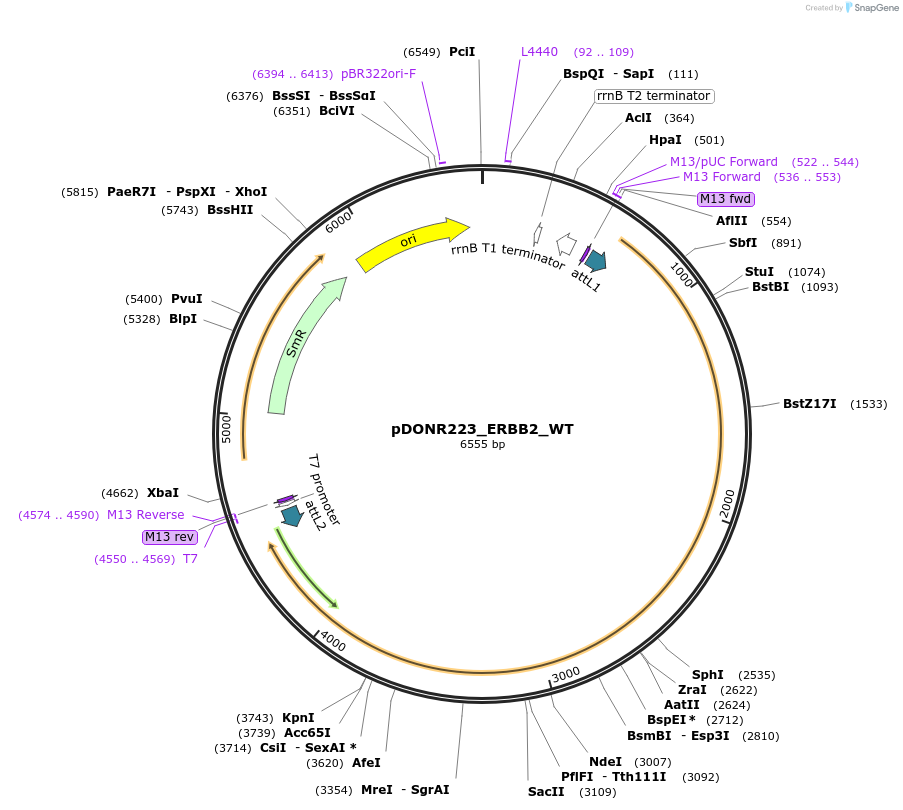 82113-plasmid-map-sequence-id-164592