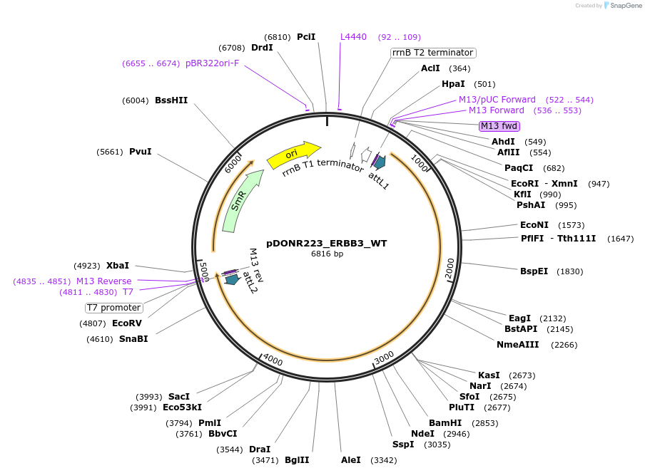 82114-plasmid-map-sequence-id-164596