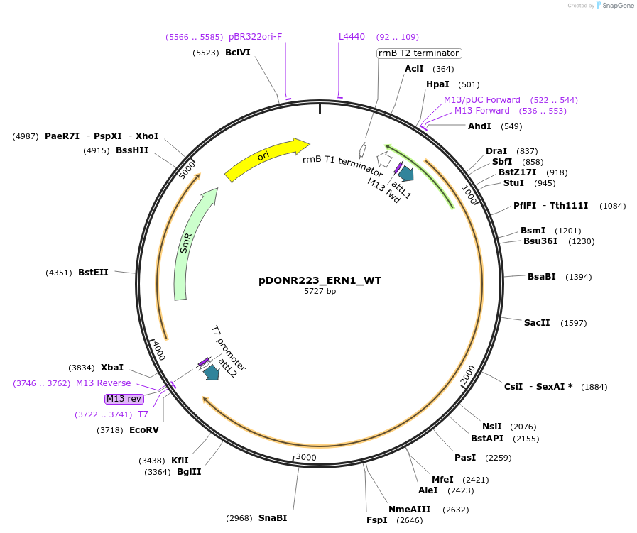 82115-plasmid-map-sequence-id-164597