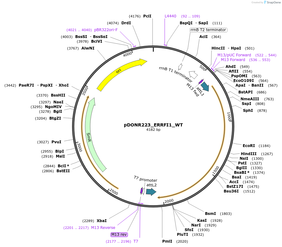 82116-plasmid-map-sequence-id-164599