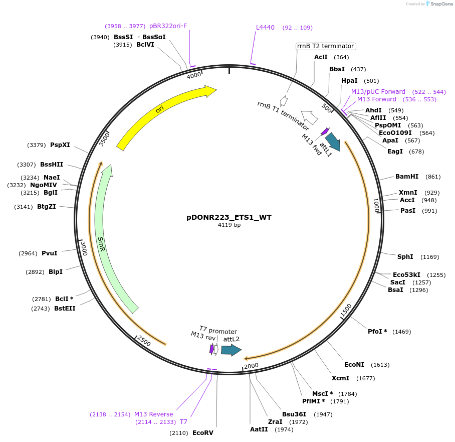 82118-plasmid-map-sequence-id-164604