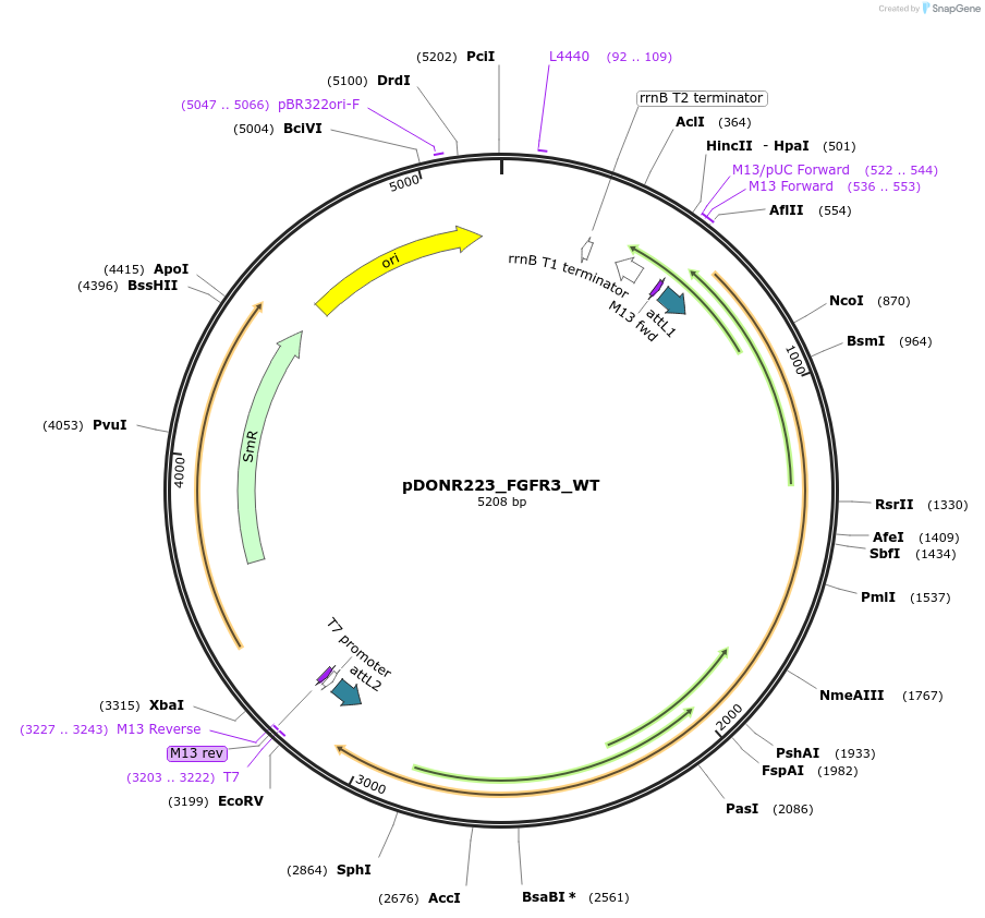 82121-plasmid-map-sequence-id-164610
