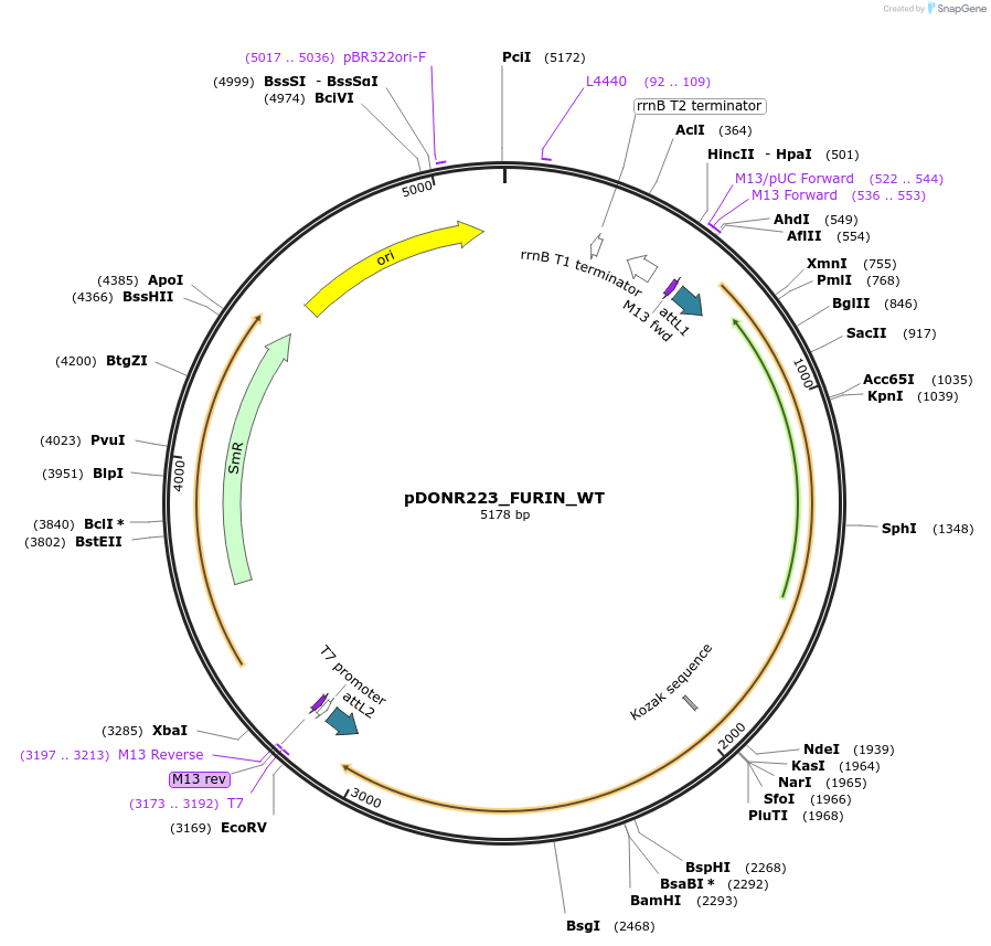 82122-plasmid-map-sequence-id-164613