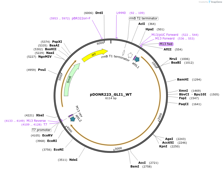 82123-plasmid-map-sequence-id-164647