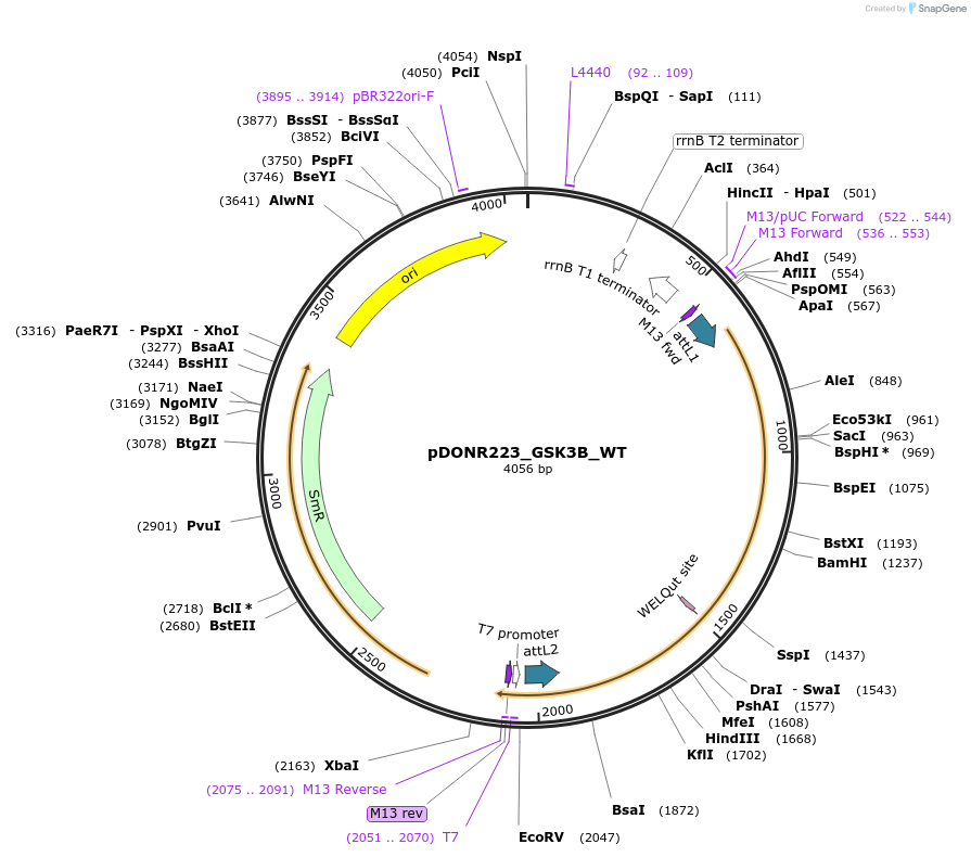 82126-plasmid-map-sequence-id-164661