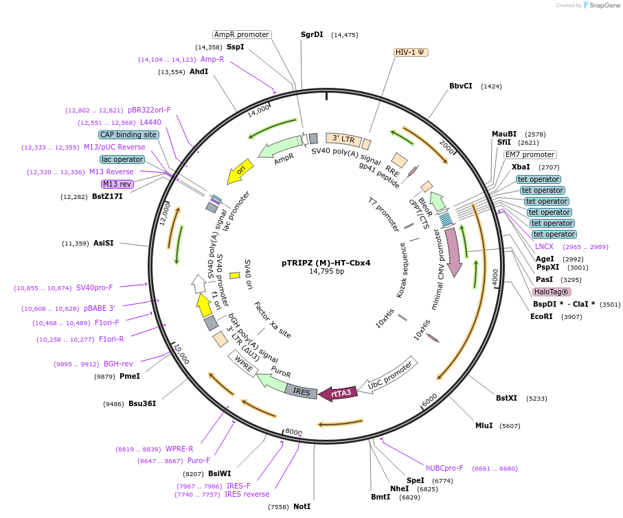 82513-plasmid-map-sequence-id-164664
