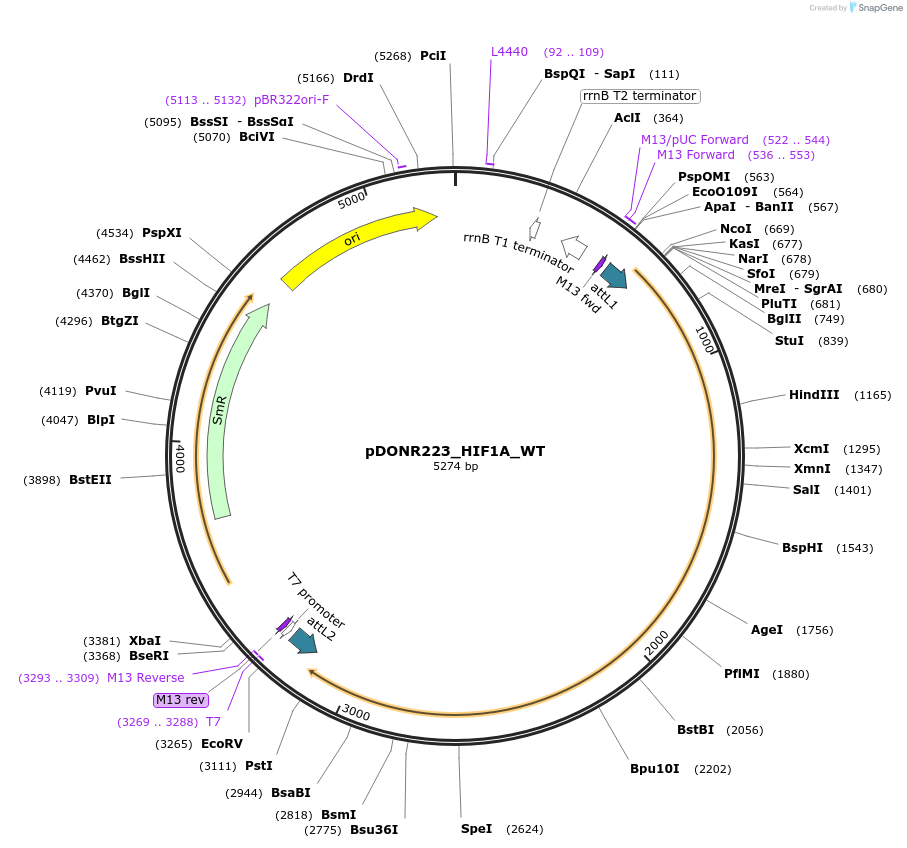 82129-plasmid-map-sequence-id-164673