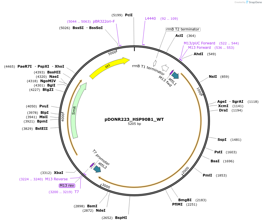 82130-plasmid-map-sequence-id-164675