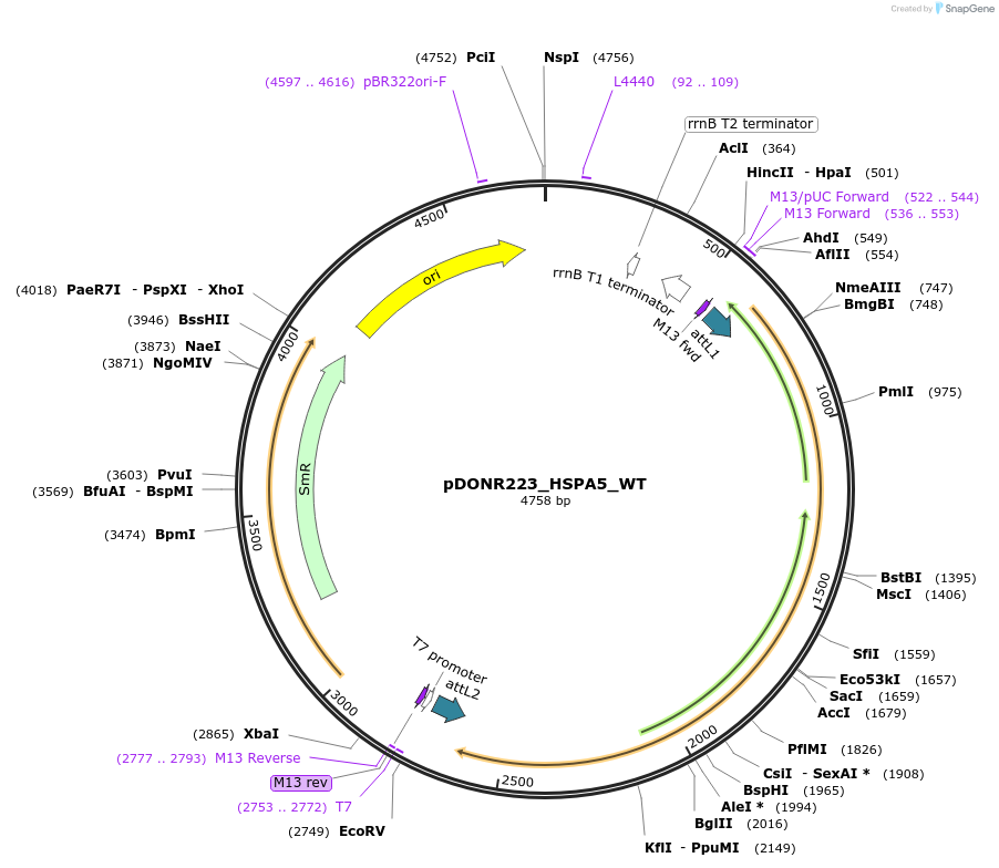 82132-plasmid-map-sequence-id-164678