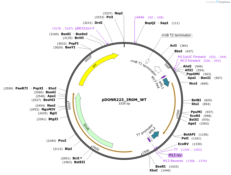 82134-plasmid-map-sequence-id-164680