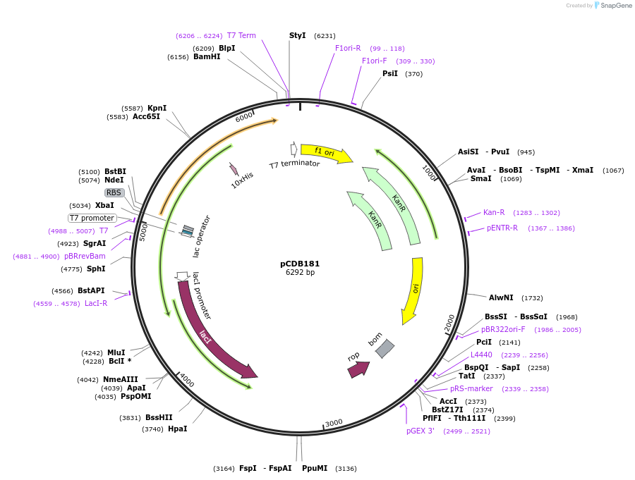 80692-plasmid-map-sequence-id-164769