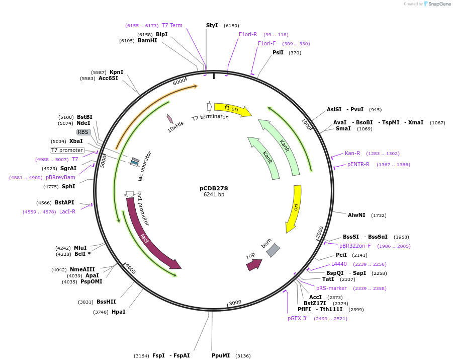 80694-plasmid-map-sequence-id-164780