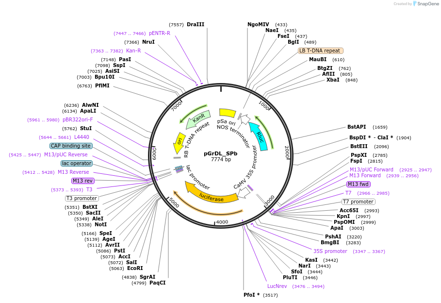 83205-plasmid-map-sequence-id-164852