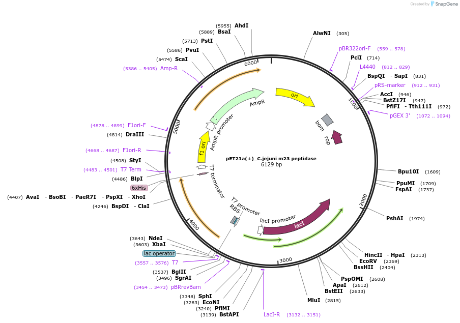 83297-plasmid-map-sequence-id-164865