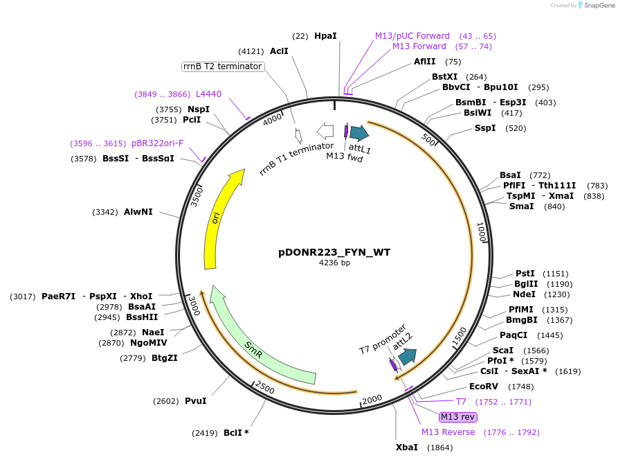 82211-plasmid-map-sequence-id-164875