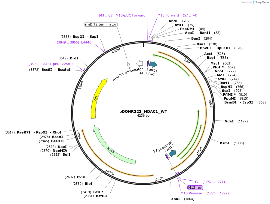 82212-plasmid-map-sequence-id-164888