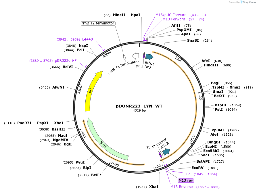 82215-plasmid-map-sequence-id-164897