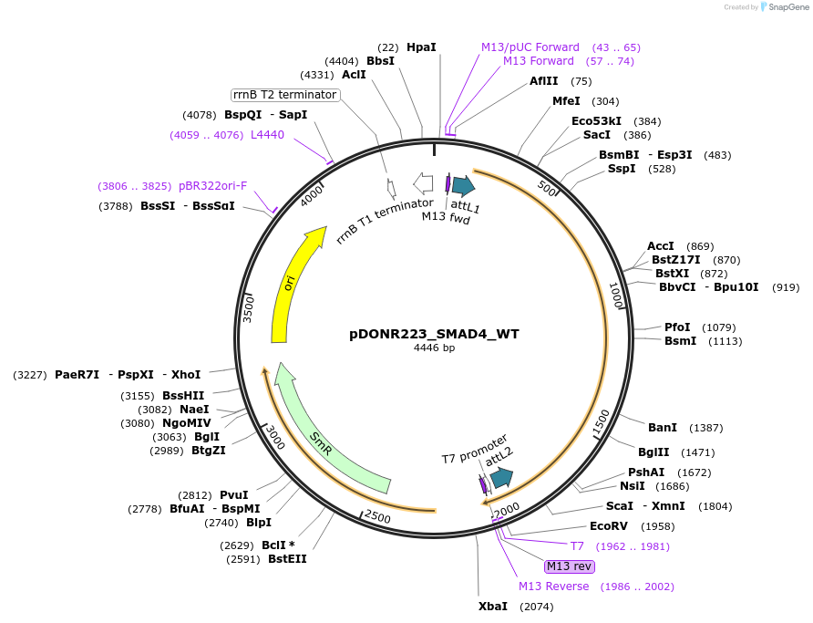 82216-plasmid-map-sequence-id-164899