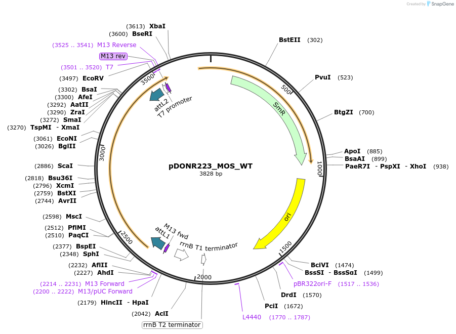 82218-plasmid-map-sequence-id-164906