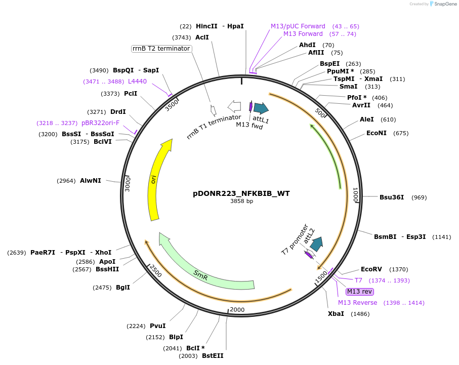 82219-plasmid-map-sequence-id-164909
