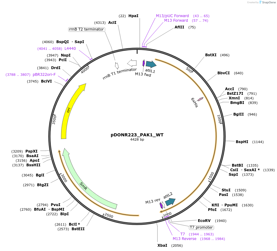 82220-plasmid-map-sequence-id-164911