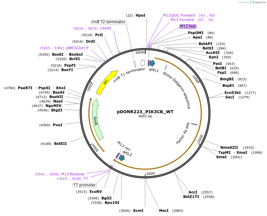 82221-plasmid-map-sequence-id-164913