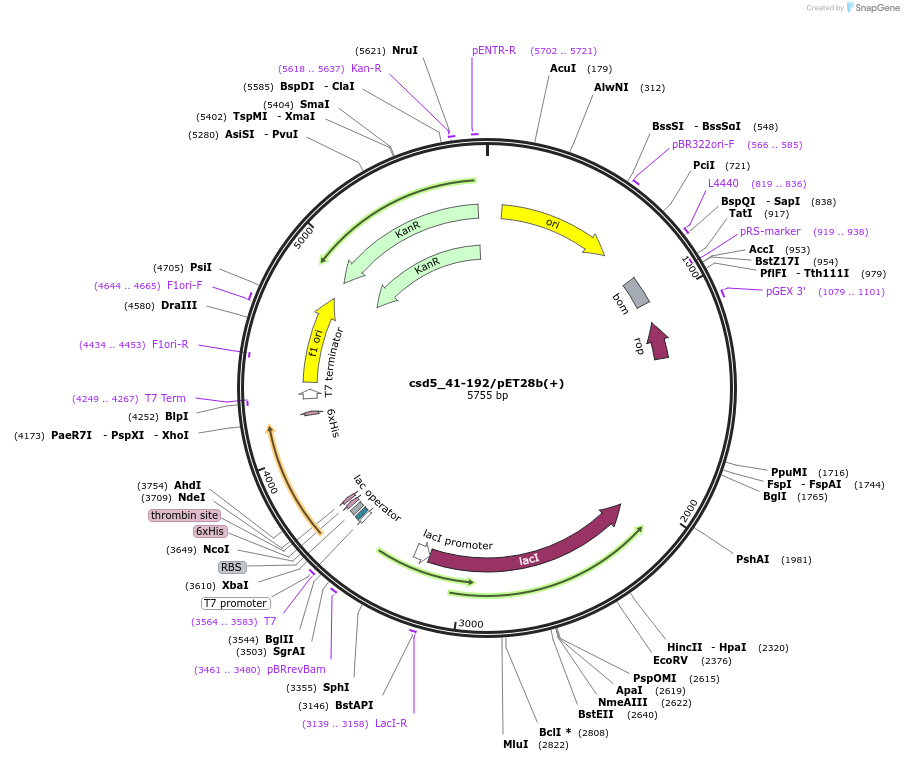 83296-plasmid-map-sequence-id-164916