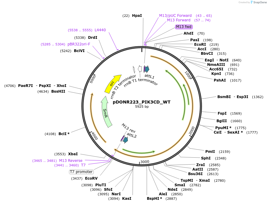 82222-plasmid-map-sequence-id-164917