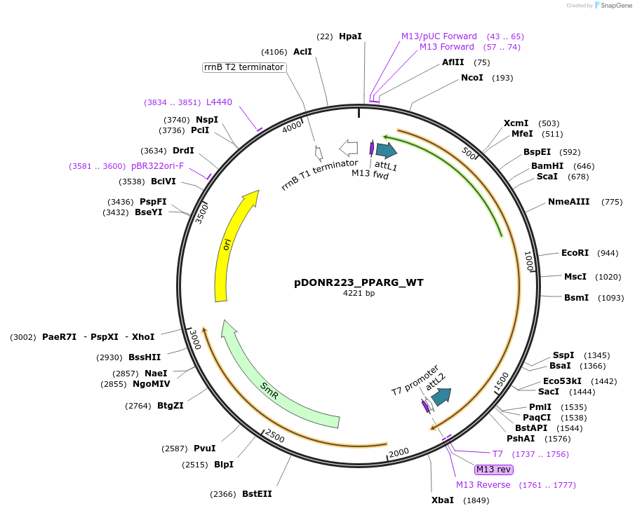 82223-plasmid-map-sequence-id-164920