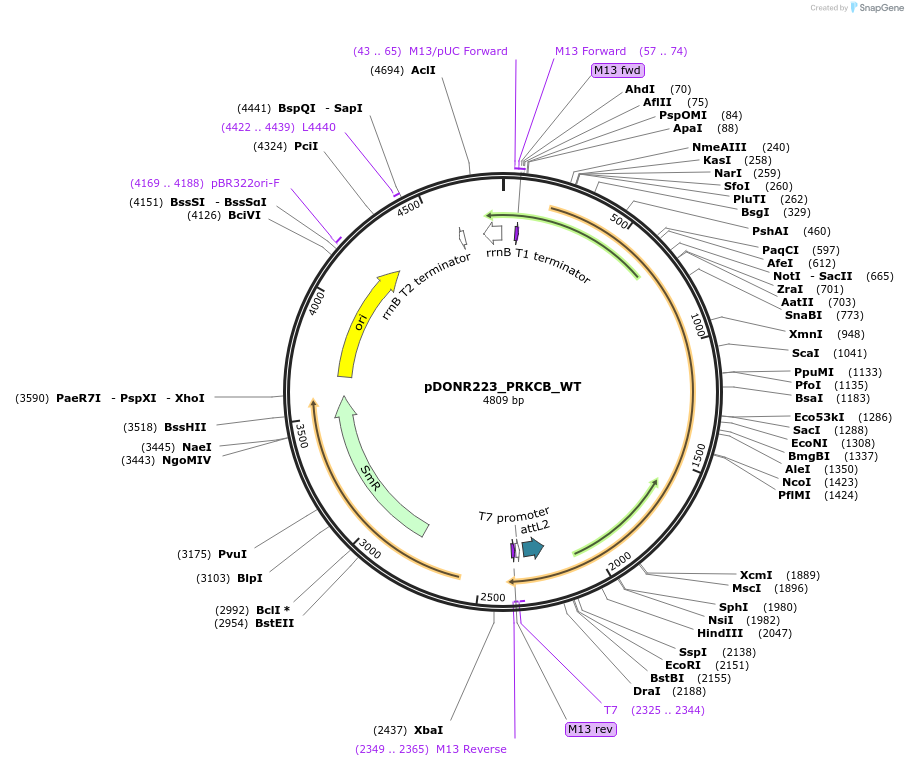 82226-plasmid-map-sequence-id-164923