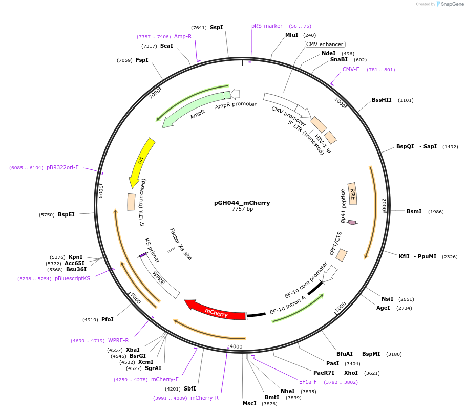 85412-plasmid-map-sequence-id-164930