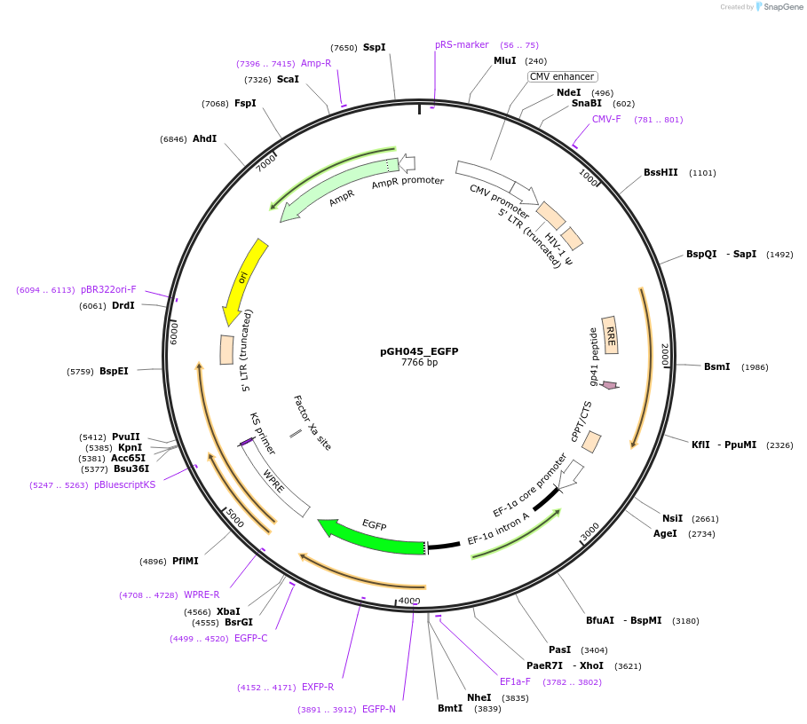85411-plasmid-map-sequence-id-164931