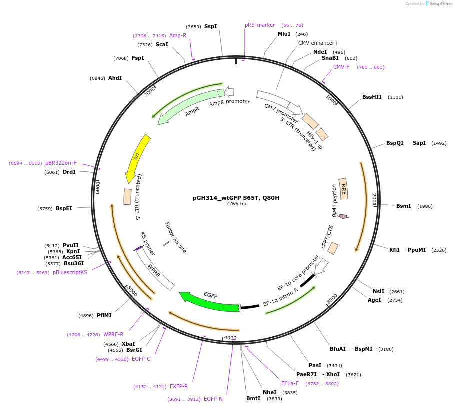 85407-plasmid-map-sequence-id-164935