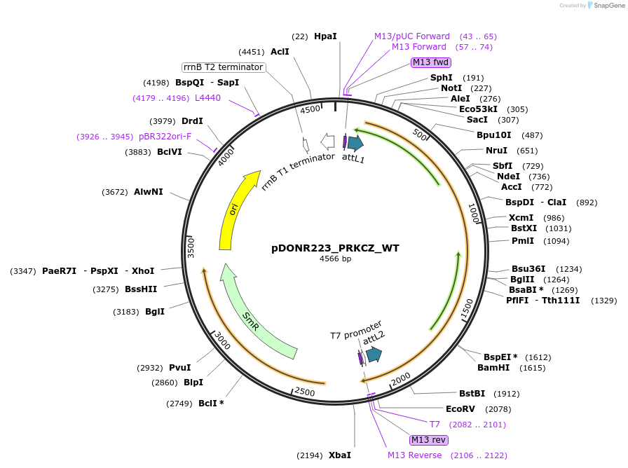 82228-plasmid-map-sequence-id-164939