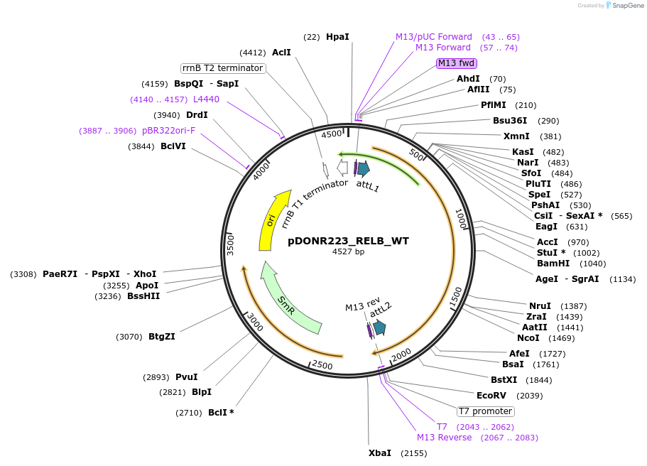 82232-plasmid-map-sequence-id-164945