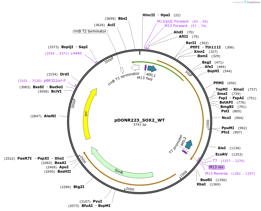 82233-plasmid-map-sequence-id-164950