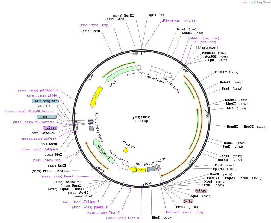 83938-plasmid-map-sequence-id-164959