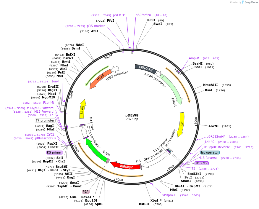 84238-plasmid-map-sequence-id-164972