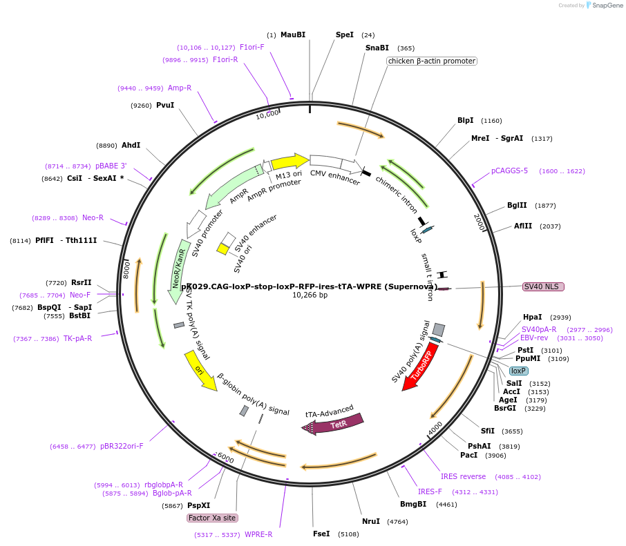 69138-plasmid-map-sequence-id-165113