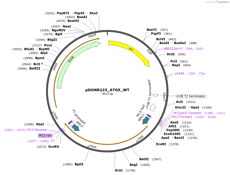 82246-plasmid-map-sequence-id-165156
