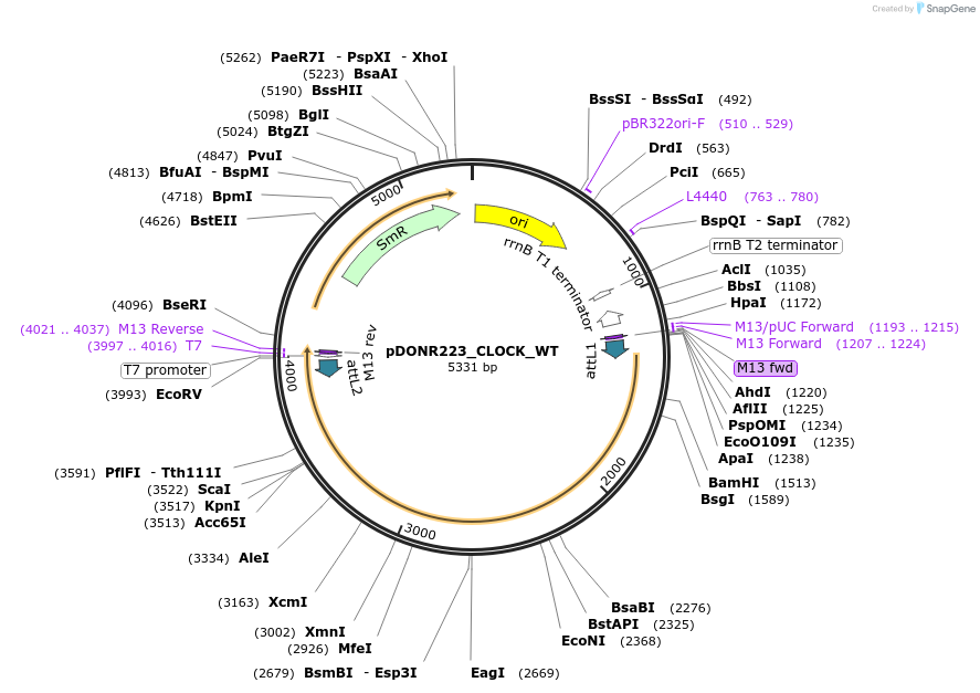 82247-plasmid-map-sequence-id-165161