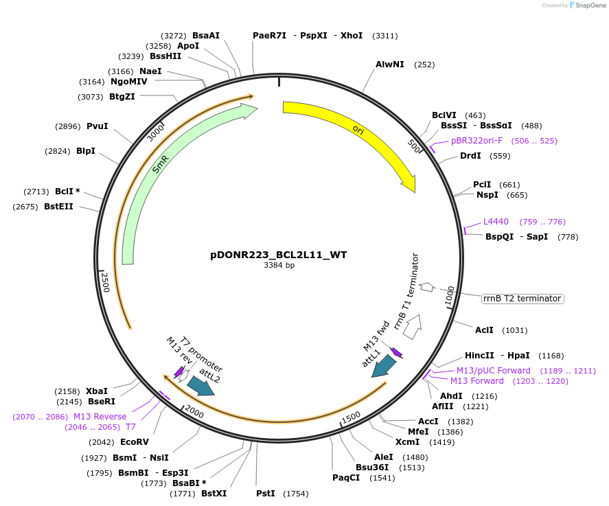 82249-plasmid-map-sequence-id-165168