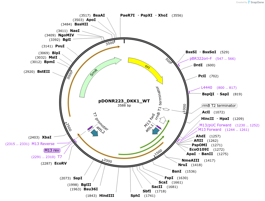 82250-plasmid-map-sequence-id-165171