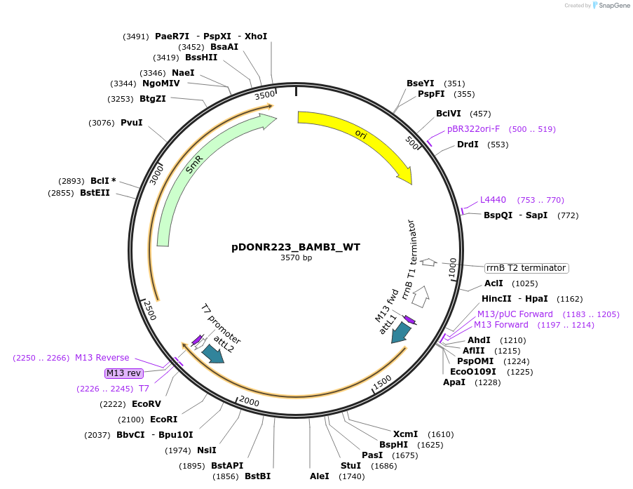 82252-plasmid-map-sequence-id-165177