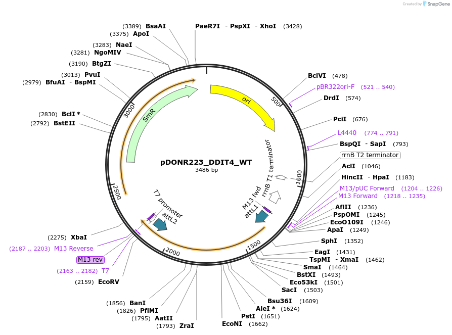 82254-plasmid-map-sequence-id-165183